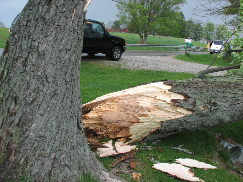 Tree Blown Over by Storm