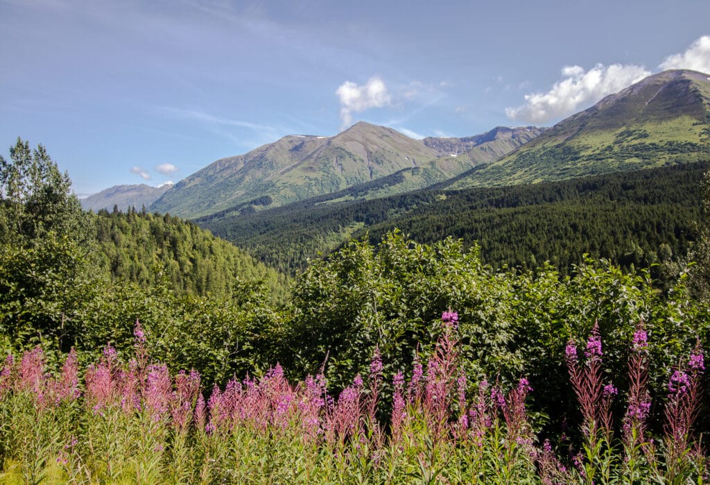 While driving from Seward to Anchorage to head to the airport and ultimately home, we passed a tour bus, but later stopped to take this photo. The tour bus passed, and we stopped again further down the road before passing the tour bus. About 15 miles down the road we came across a horrible wreck. The tour bus had smashed into stopped cars on the highway at highway speeds. If we hadn't stopped for this photo, we may have been casualties.