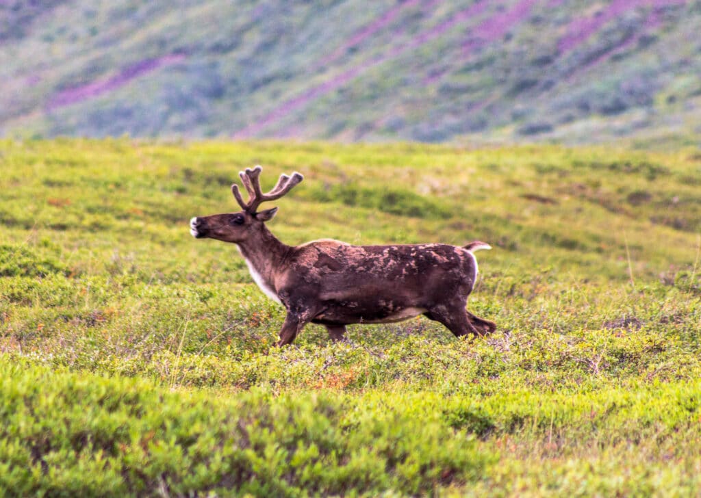 Caribou in Denali National Park