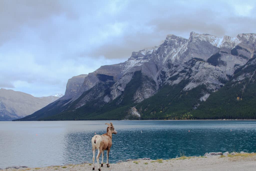 Ram next to Lake Minnewanka