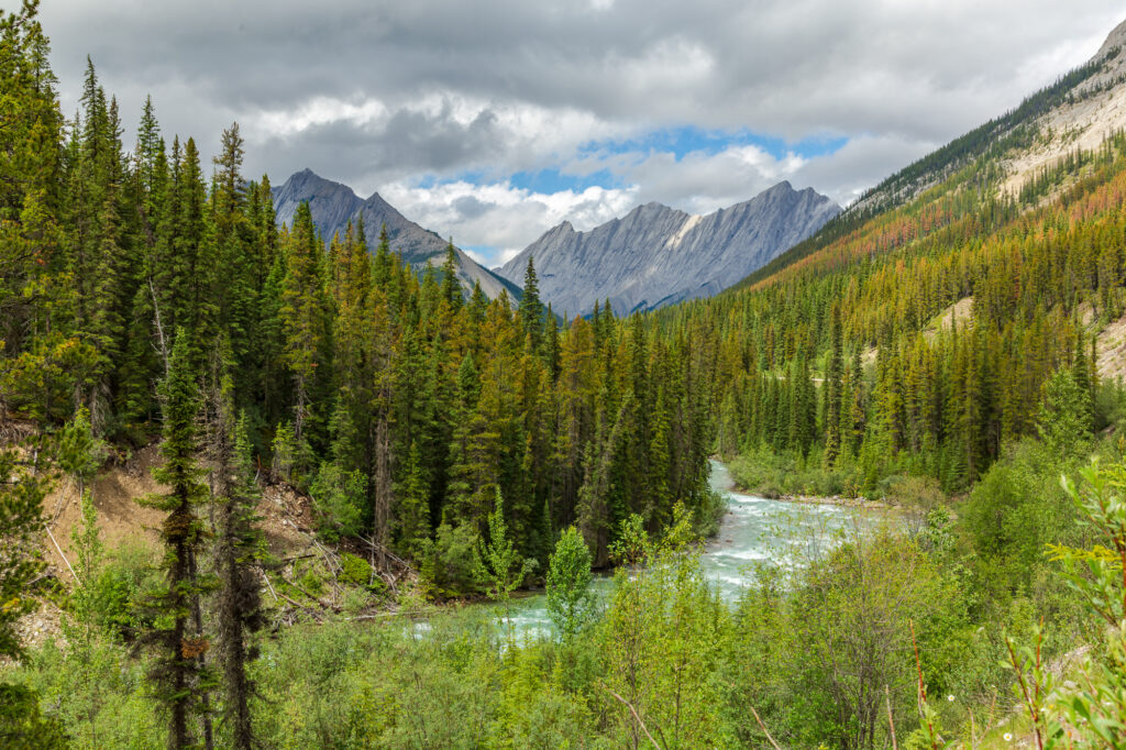 The Maligne River flows through Jasper National Park