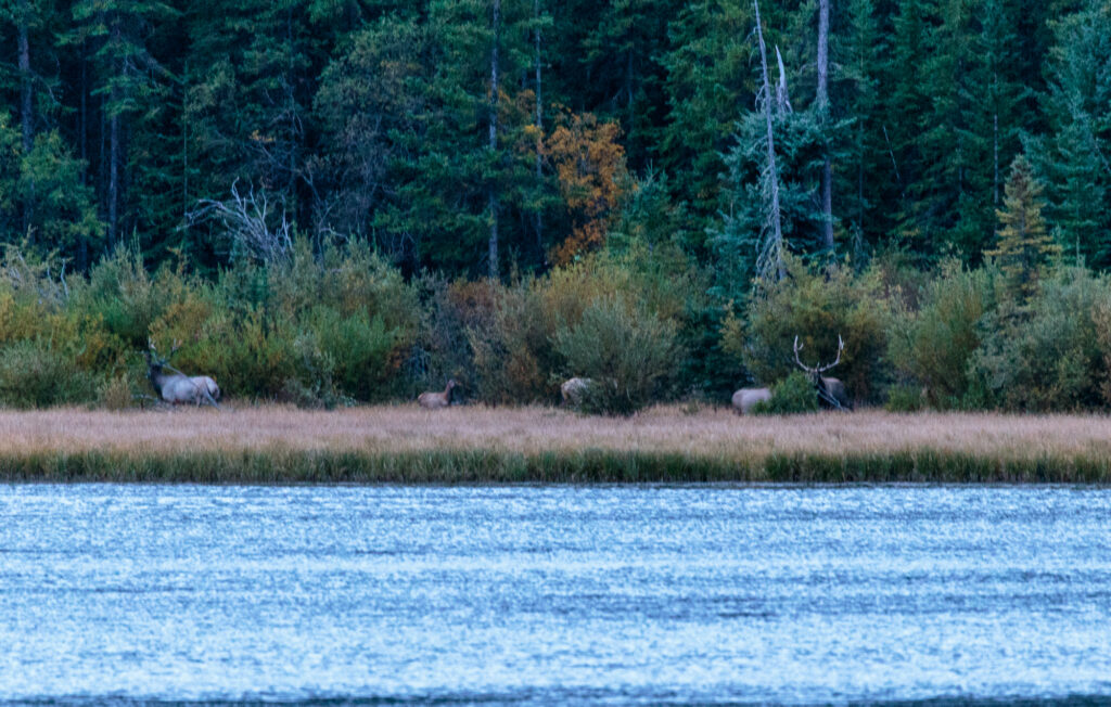 Elk near sunset in Banff National Park near Vermilion Lakes