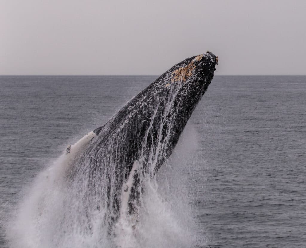 Whale Breach off Race Rocks Ecological Reserve. Off the coast of Vancouver Island, British Columbia