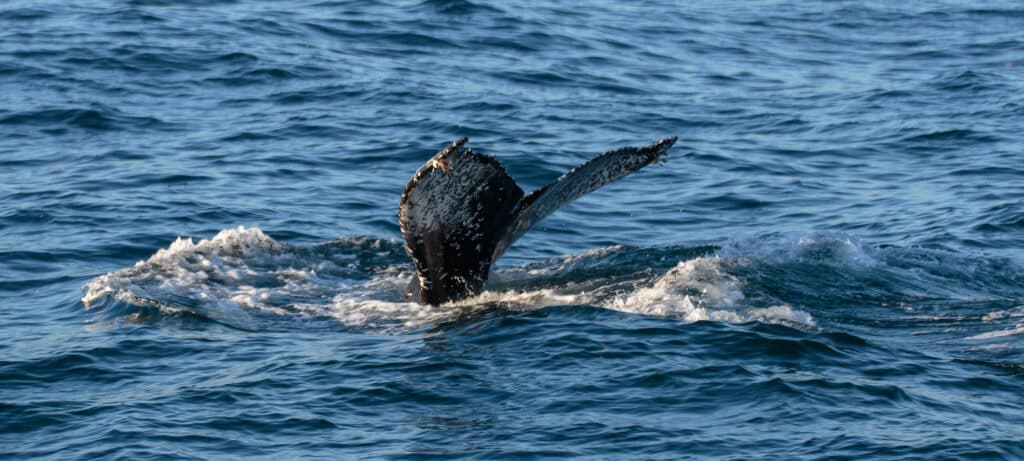 Close up of a humpback whale tail