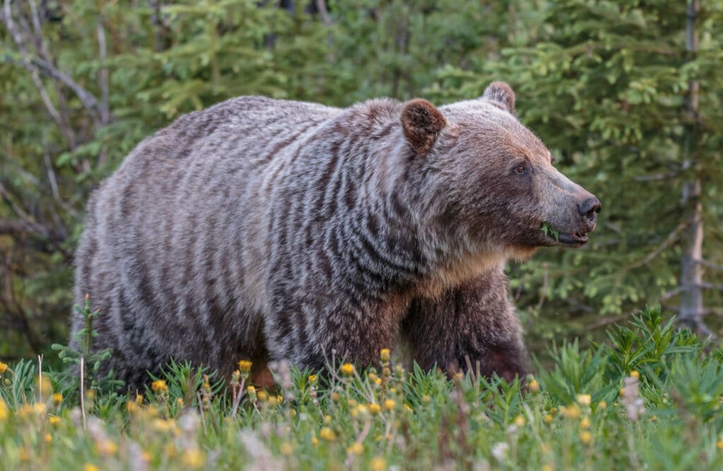 A Grizzly Bear along highway 40 in Peter Lougheed Provincal Park