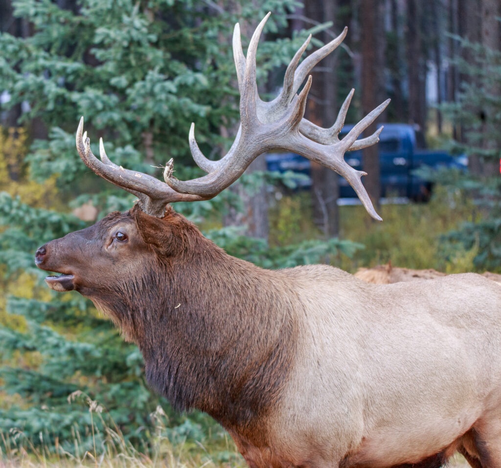 Bull Elk in Jasper National Park