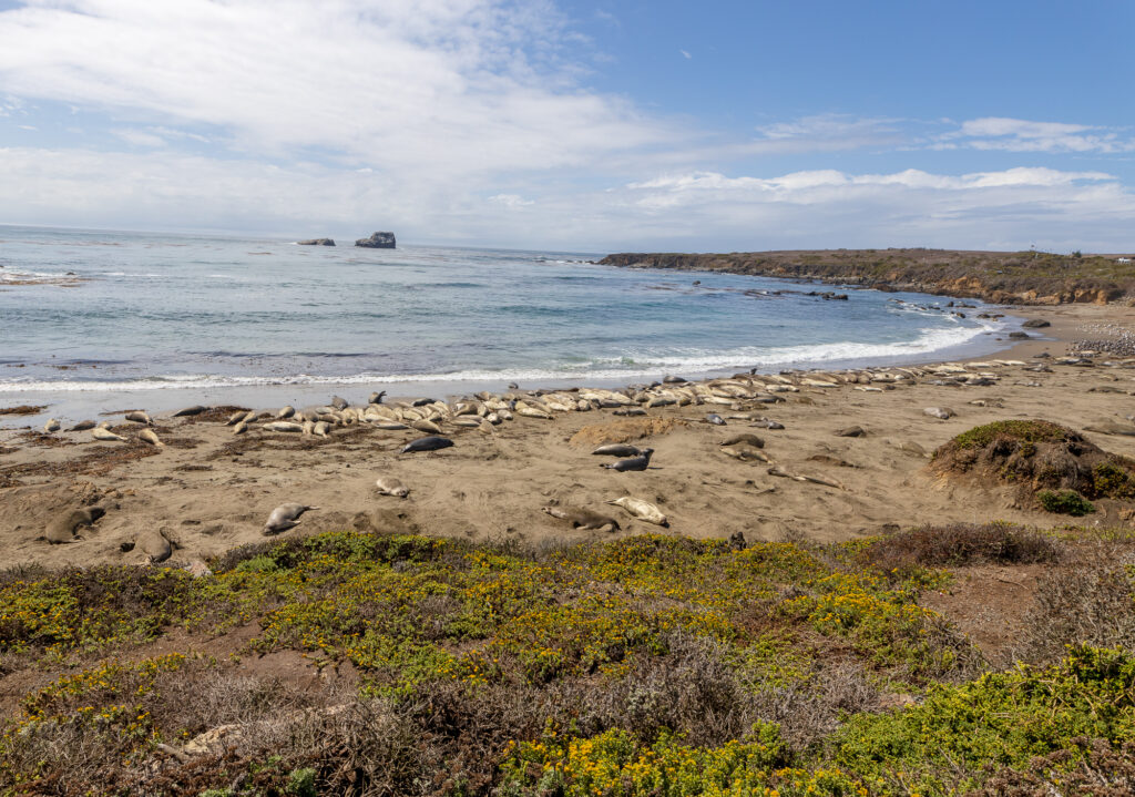 Elephant Seal Vista Point along the Pacific Coast Highway