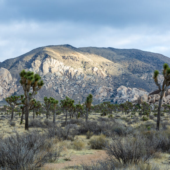 Joshua Tree National Park