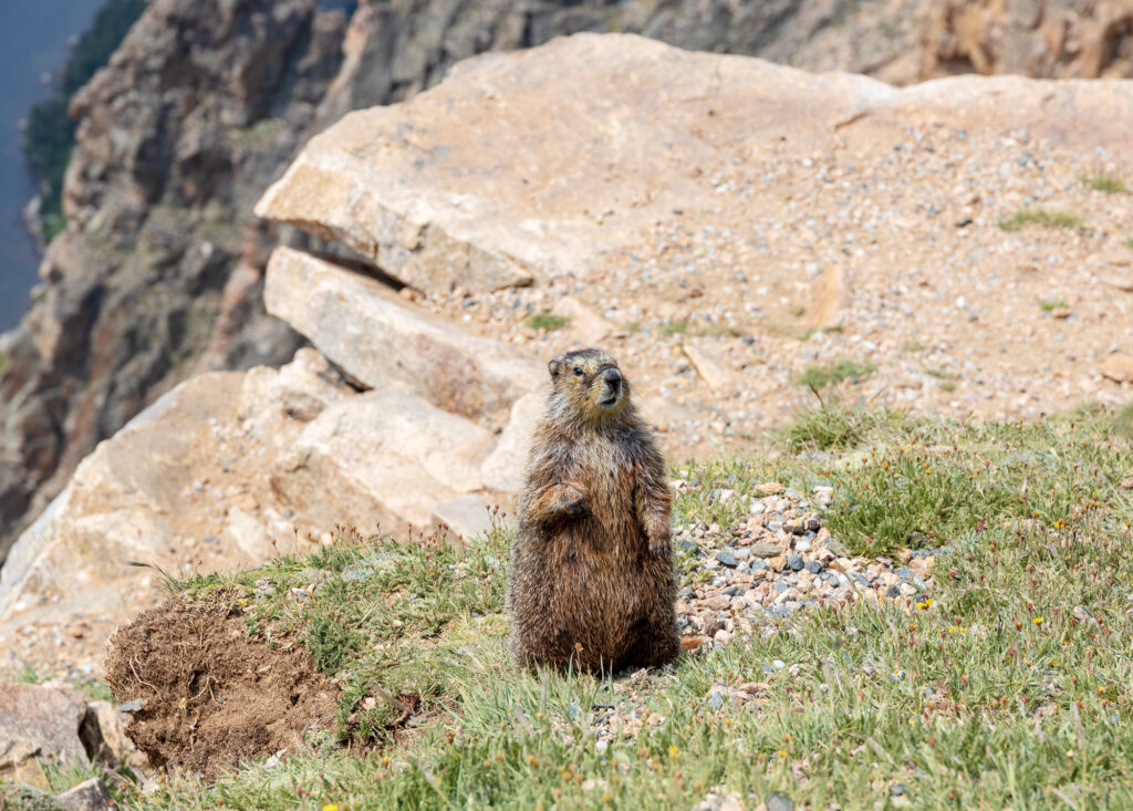 Prarie Dog on Beartooth Highway